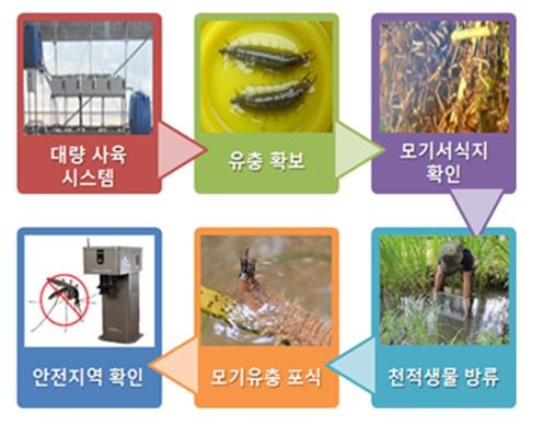 '잔물땡땡이' '모기유충 천적' /사진=환경부