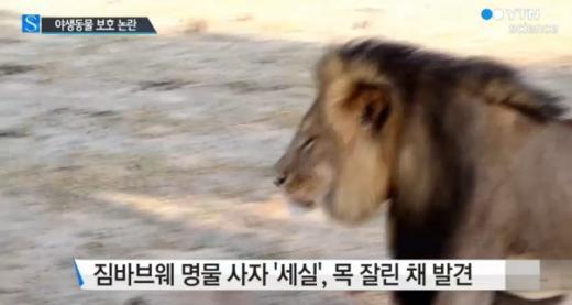 '짐바브웨 사자 세실' /사진=YTN사이언스 캡처