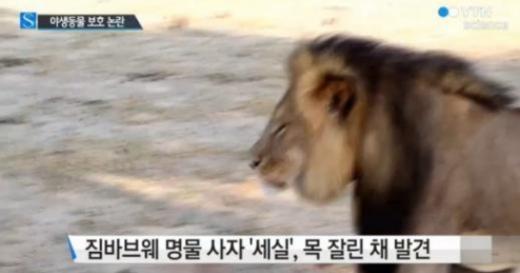 '세실 사자' /사진=YTN사이언스 캡처