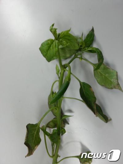 잎이 말리는 고추묘 토마토반점위조바이러스병. /사진=뉴스1