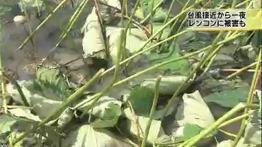 /자료사진=일본 NHK 뉴스 캡처
