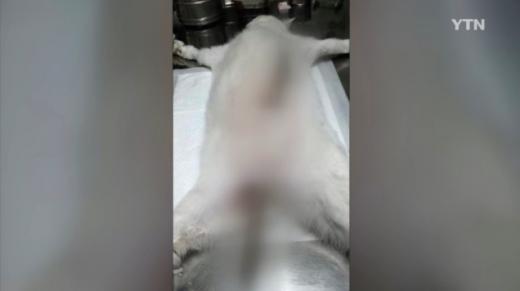'청주 고양이 학대' /사진=YTN뉴스 캡처