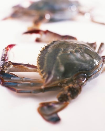 '꽃게 기생충' /자료사진=이미지투데이