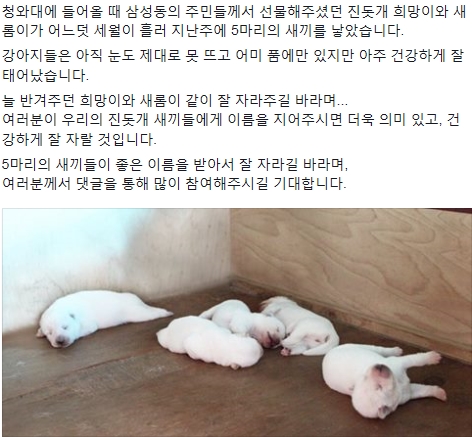 '청와대 진돗개' '박근혜' /사진=박근혜 대통령 페이스북 캡처