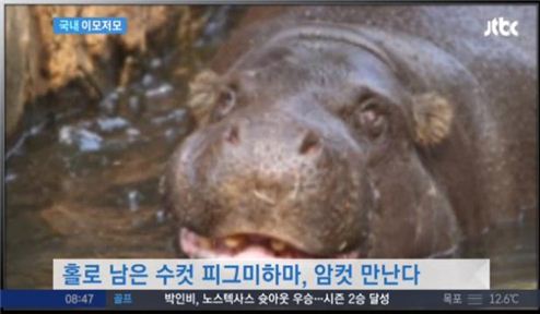 '피그미하마' /사진=JTBC 뉴스영상 캡처