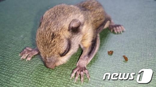 '하늘다람쥐' /자료사진=뉴스1(월출산국립공원사무소 제공)
