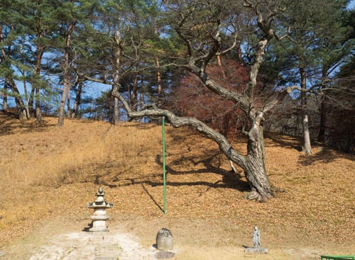 징효대사 부도(왼쪽)와 500년 된 밤나무