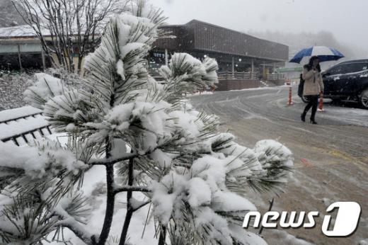 강원지역에 첫 대설주의보가 발효된 지난 24일 평창군 대관령휴게소에 내린 눈이 소복하게 쌓이고 있다. /사진=뉴스1
