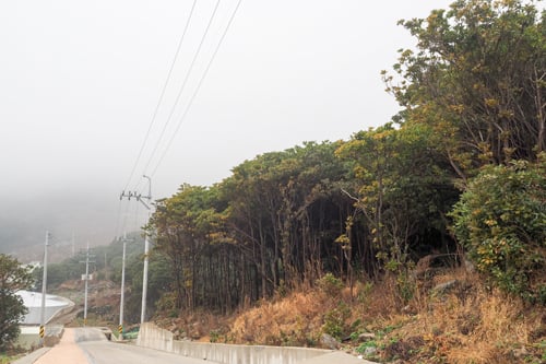 가거도초등학교 앞길 후박나무군락