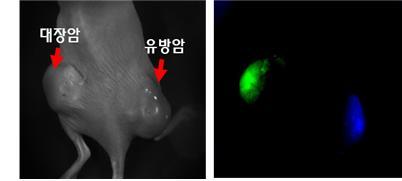 대장암과 유방암을 함께 갖고 있는 쥐에 나노캡슐을 주사하고 빨간색 빛을 쬐어 주자 대장암은 녹색, 유방암은 파란색 형광을 나타냈다. /자료사진=기초과학지원연구원 제공