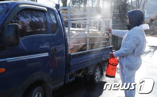'구제역 이동제한' 올 들어 첫 구제역이 전북 김제에서 발생하자 전국확산을 막기 위해 12일 경북 고령군 고령축산물공판장에서 방역관계자들이 들어오는 축산차량에 소독 작업을 하고 있다. /사진=뉴스1