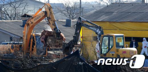 '구제역 의심신고' 구제역 양성 확진 판정을 받은 전북 김제시 용지면의 한 돼지 농가에서 지난 12일 방역 관계자들이 양성반응을 보인 돼지를 살처분 하고 있다. /사진=뉴스1