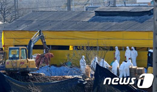 '구제역 의심신고' 12일 오전 구제역 양성 확진 판정을 받은 전북 김제시 용지면의 한 돼지 농가에서 방역 관계자들이 살처분을 하고 있다. /자료사진=뉴스1