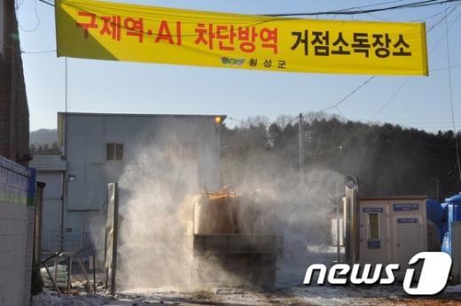 '구제역 의심신고' 강원 횡성군 곡교리 길목에 구제역·AI 차단방역 거점소독소가 설치돼 있다. /사진=뉴스1