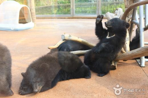 베어트리파크의 곰들이 놀고 있다./사진=한국관광공사