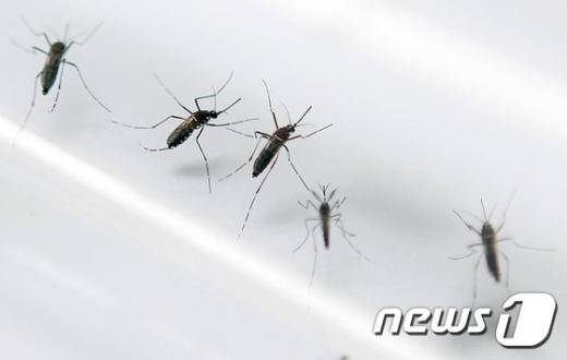 소두증의 원인으로 지목된 '지카(Zika)' 바이러스를 옮기는 이집트 숲 모기. /사진=뉴스1(AFP 제공)