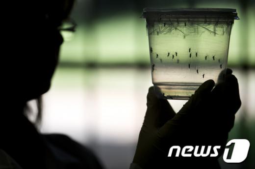 '태국 지카바이러스' /사진=뉴스1(AFP제공)