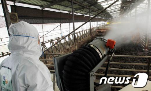 지난달 18일 광주 북구 석곡동 한 축사에서 구청 직원들이 인근지역 구제역 확산을 막기 위해 특별 방역을 실시하고 있다. 사진은 기사 내용과 무관. /사진=뉴스1(광주 북구청 제공) 