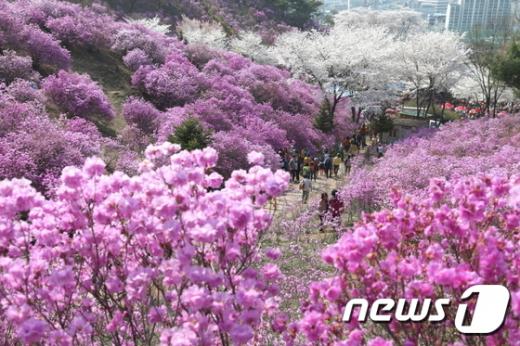 경기도 부천 원미산 진달래 축제. /사진=뉴스1