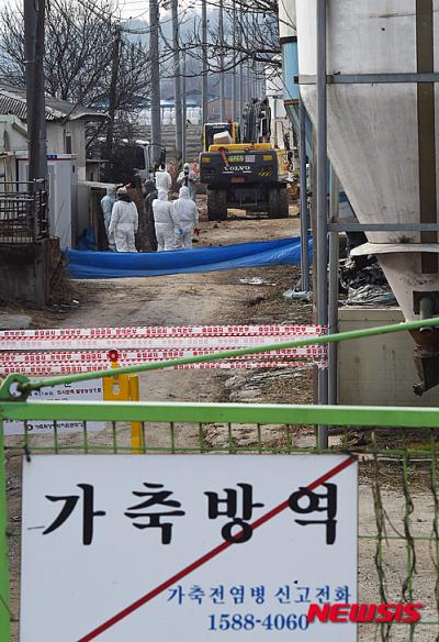 '구제역 의심신고' 구제역 양성판정이 나온 18일 오후 충남 천안시 풍세면 소재 돼지농장에서 방역관계자들이 돼지를 살처분하기위해 준비를 하고 있다. /사진=뉴시스