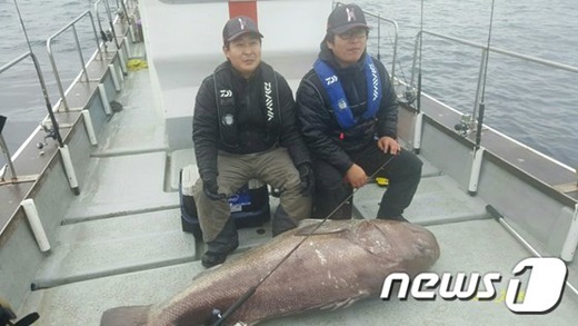 22일 전남 완도에서 잡힌120㎏ 초대형 '돗돔' /사진=뉴스1(완도군 제공)