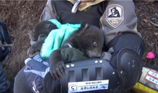 이번에 태어난 새끼 반달가슴곰. /사진=뉴스1 (국립공원관리공단제공)