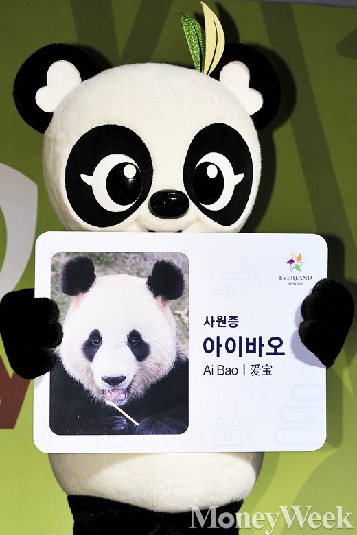 [MW사진] 판다공개, '아이바오 사원증 들고 찰칵!'