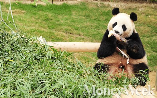 [MW사진] 시진핑 주석이 선물한 판다, '오늘부터 시민들에게 공개'
