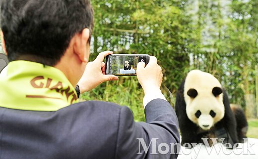 [MW사진] 판다공개, 소장하고 싶은 귀여움