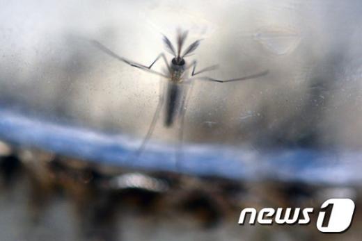 지카바이러스 매개인 이집트숲모기. /자료사진=뉴스1