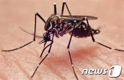 지카바이러스 감염증 의심환자가 제주에서 보고됐다. /자료사진=뉴스1