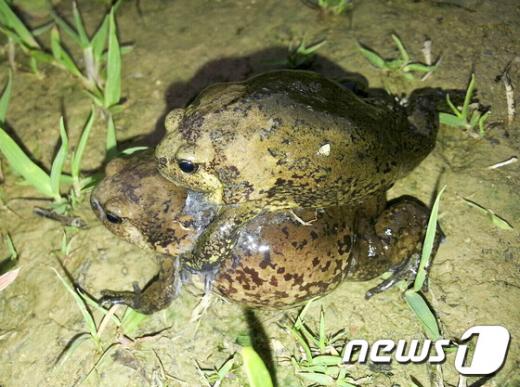 광주 맹꽁이. 광주전남녹색연합은 최근 전남대학교 인근 수로에서 맹꽁이 알과 올챙이를 다수 발견했다. /사진=뉴스1(광주전남녹색연합 제공)