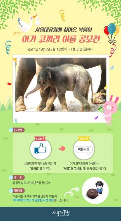 코끼리 임신기간. /자료=서울대공원 페이스북