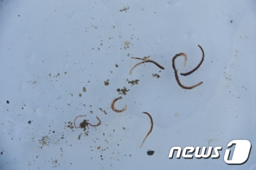 낙동강 실지렁이. /자료사진=뉴스1(대구환경운동연합 제공)