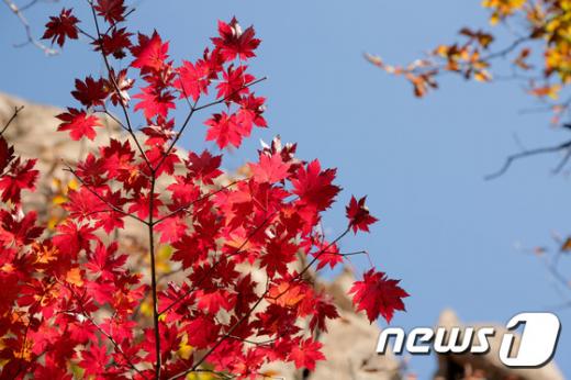 단풍 시기. 사진은 지난 9일 설악산. /자료사진=뉴스1