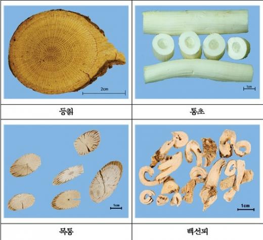 등칡. /자료사진=뉴시스