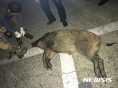 지난 5일 대구에서 멧돼지가 사살된 가운데 지난달 31일 저녁 8시48분쯤에도 부산 중구 중앙동 2부두 주변 도로에서 멧돼지 1마리가 출몰해 사살된 바 있다. /자료사진=뉴시스 DB