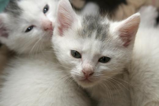 고양이 AI. 사진은 기사내용과 무관. /자료사진=이미지투데이