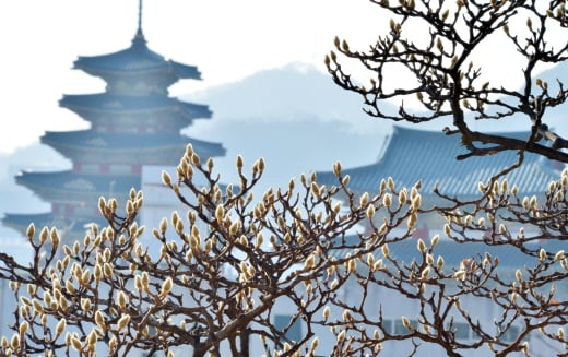 서울 종로구 삼청동 주택가 목련꽃봉오리가 개화를 앞두고 한껏 부풀어 올라 있다. /사진=뉴스1 김명섭 기자