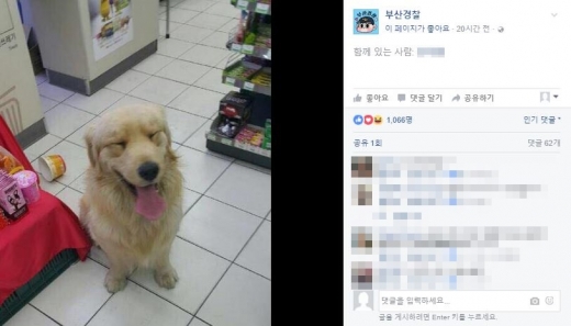 리트리버. /사진=부산경찰 페이스북 캡처