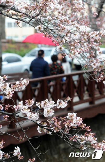 진해 군항제. 지난달 26일 경남 창원시 진해구 여좌천 로망스다리에 벚꽃이 피어 있다. /사진=뉴스1