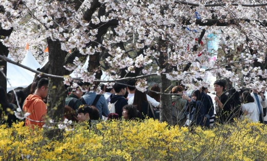 따뜻한 봄 날씨를 보인 9일 오후 서울 여의도 윤중로에서 열리는 봄꽃축제를 찾은 시민들이 활짝 핀 벚꽃을 보며 축제를 즐기고 있다./사진=머니투데이DB