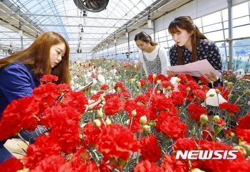 카네이션. 어버이날. 지난달 6일 전라북도 완주군 농촌진흥청 국립원예특작과학원 화훼온실에서 연구원들이 품평회에 전시될 카네이션을 살펴보고 있다. /자료사진=뉴시스
