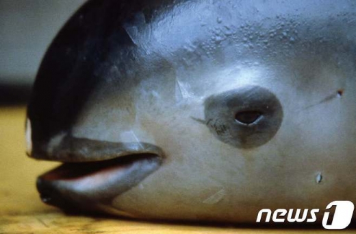 바다의 판다 '바키타 돌고래' /사진=뉴스1