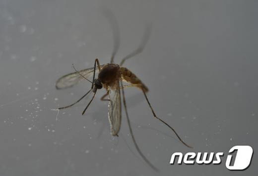 지카 바이러스. /사진=뉴스1