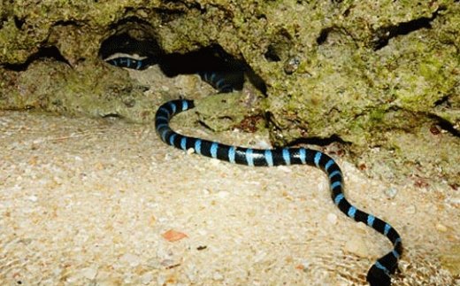 대만과 일본 류큐열도 남부에서 발견되는 맹독 바다뱀이 온난화의 영향으로 한반도에 유입되고 있는 것으로 확인됐다. /사진=박대식 교수팀