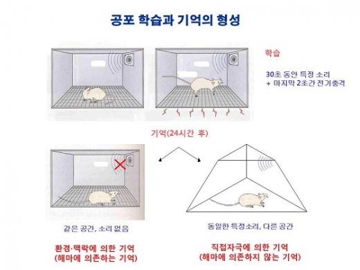 수면 중 뇌파 조절. /자료=기초과학연구원 제공