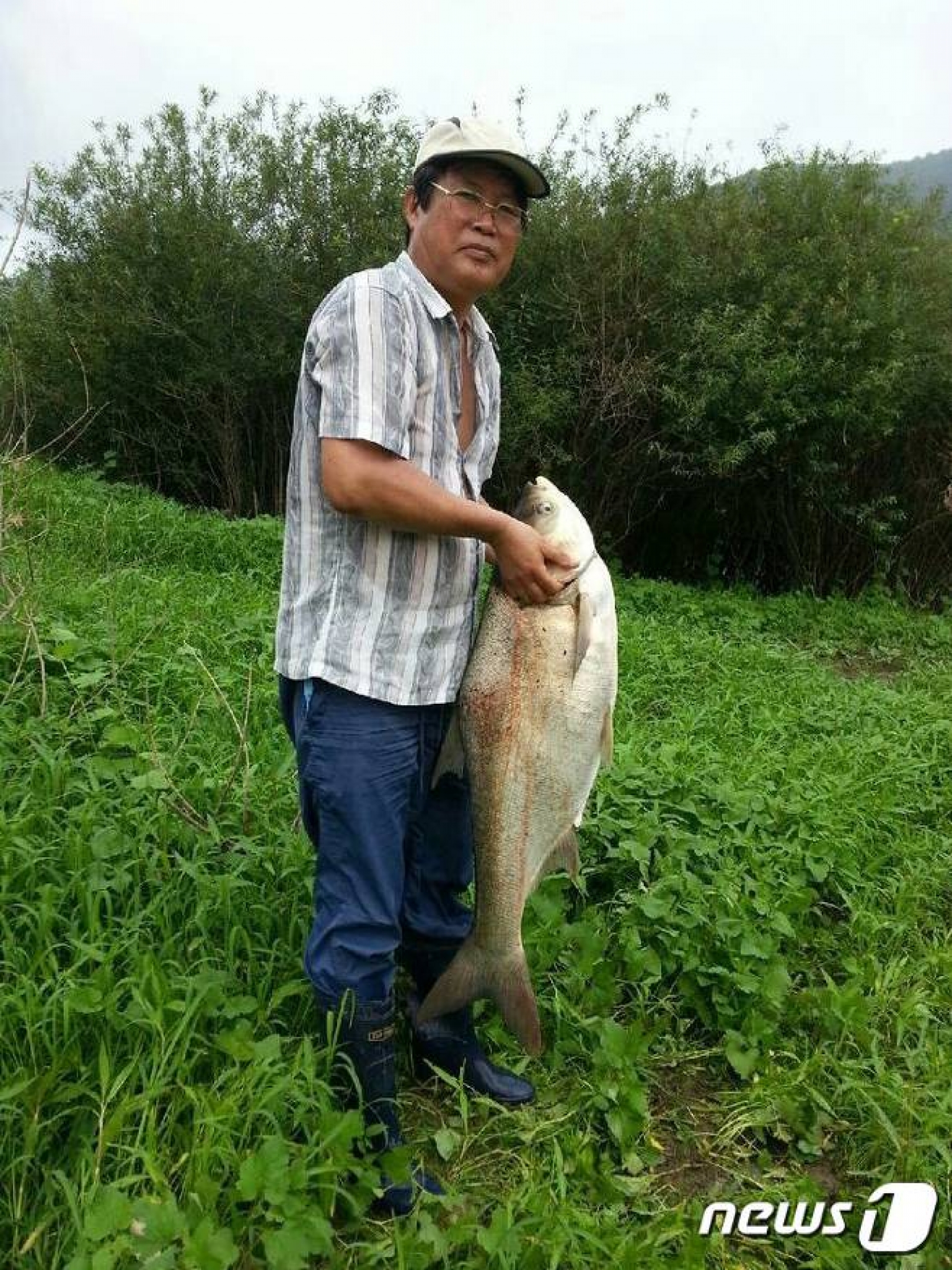 대청호 백연어. 지난 4일 충북 옥천군 대청호에서 잡힌 백연어. /사진=뉴스1(전순표씨 제공)
