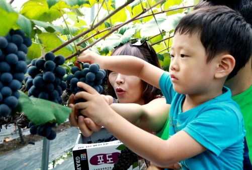 담양군, '고서포도축제' 25일 개최