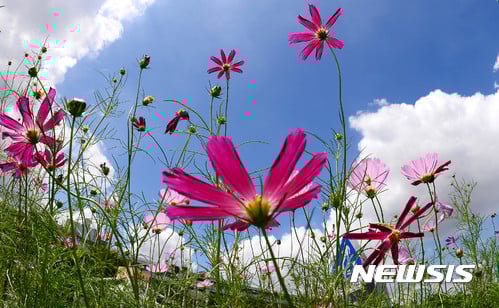 대학생 10명 중 3명 